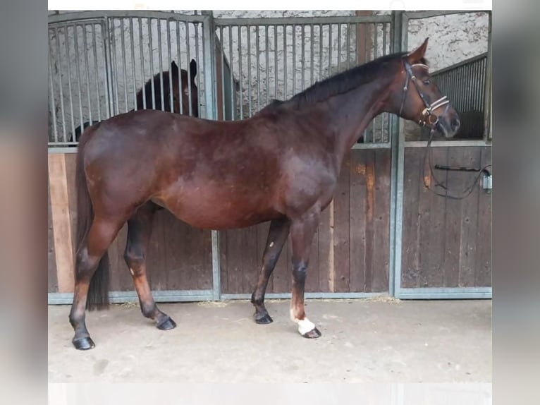 Oldenburg Mare 16 years 16 hh Chestnut in Ladbergen