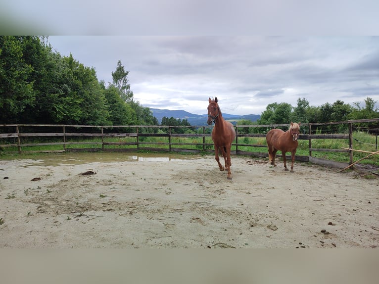 Oldenburg Mare 16 years 16 hh Chestnut in Dechantskirchen