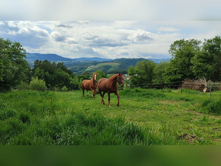 Oldenburg Mare 16 years 16 hh Chestnut in Dechantskirchen