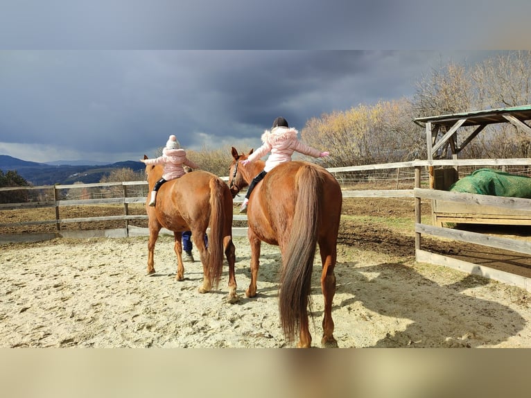 Oldenburg Mare 16 years 16 hh Chestnut in Dechantskirchen