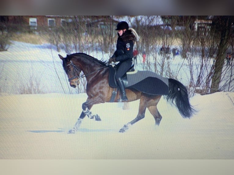 Oldenburg Mare 16 years 16,1 hh Bay-Dark in Ostbevern