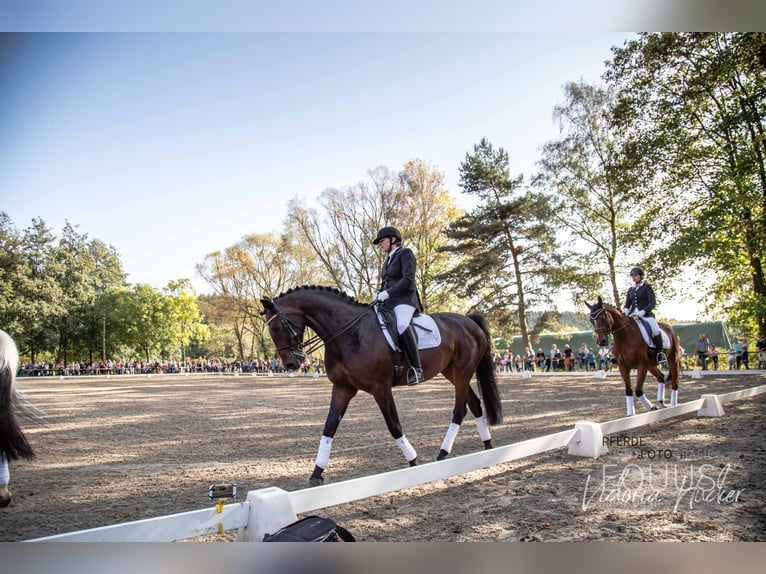 Oldenburg Mare 16 years 16,1 hh Bay-Dark in Hanstedt