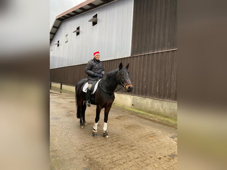 Oldenburg Mare 16 years 16,1 hh Bay-Dark in Hanstedt