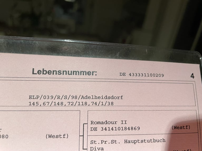 Oldenburg Mare 16 years 16,1 hh Bay-Dark in Hanstedt