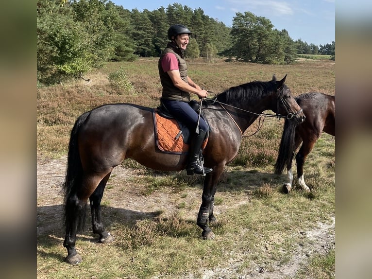 Oldenburg Mare 16 years 16,1 hh Bay-Dark in Hanstedt