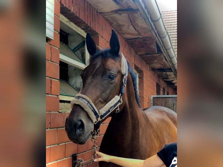 Oldenburg Mare 16 years 16,1 hh Bay-Dark in Espelkamp