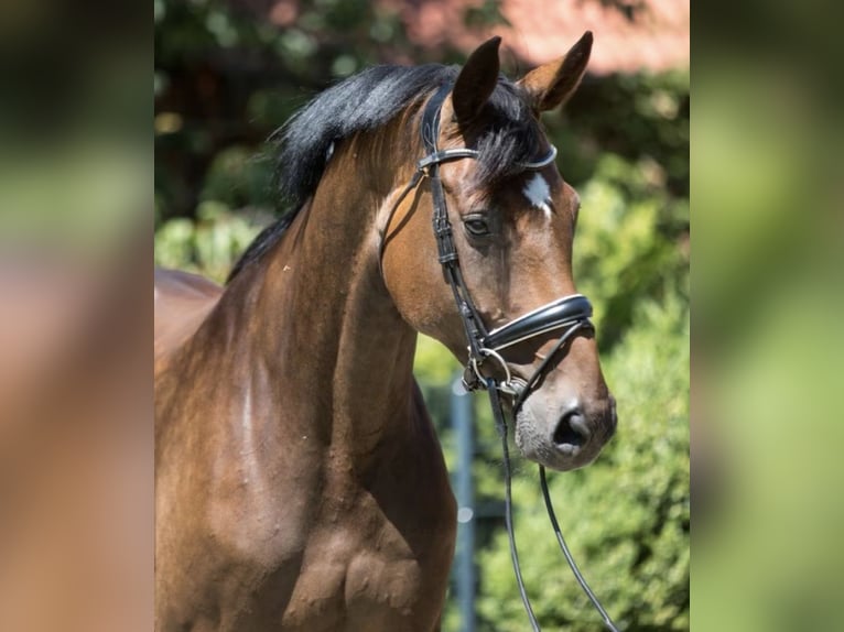 Oldenburg Mare 16 years 16,1 hh Brown in Hörstel