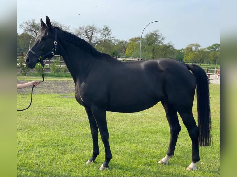 Oldenburg Mare 16 years 16,2 hh Black in Cuxhaven