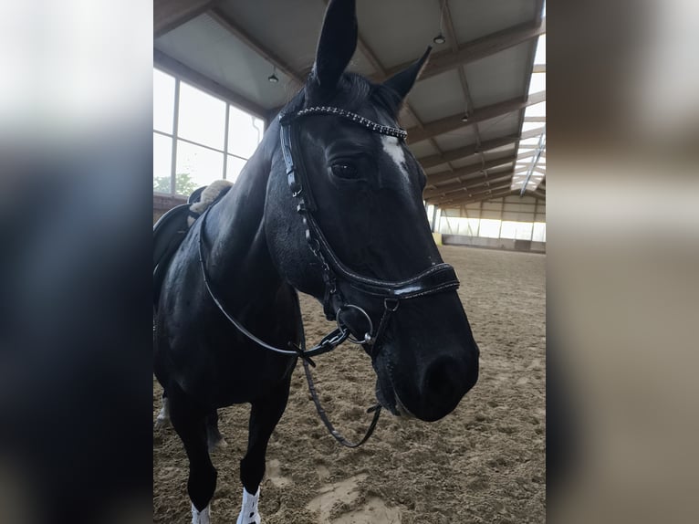 Oldenburg Mare 16 years 16,2 hh Black in Schwanewede
