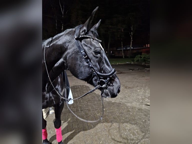 Oldenburg Mare 16 years 16,2 hh Black in Schwanewede