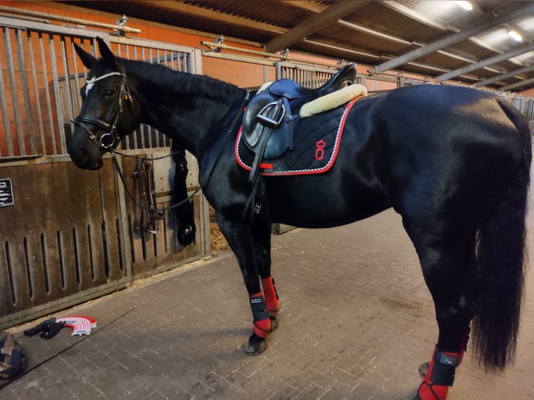 Oldenburg Mare 16 years 16,2 hh Black in Schwanewede