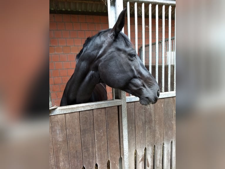 Oldenburg Mare 16 years 16,2 hh Black in Schwanewede