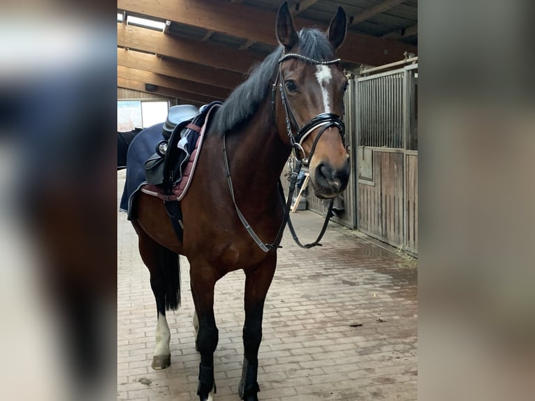 Oldenburg Mare 16 years 16,2 hh Brown in Bramsche