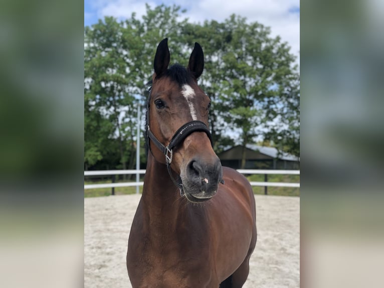 Oldenburg Mare 16 years 16,2 hh Brown in Bramsche