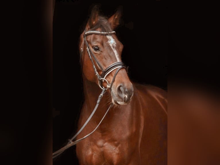 Oldenburg Mare 16 years 16,2 hh Brown in Bramsche