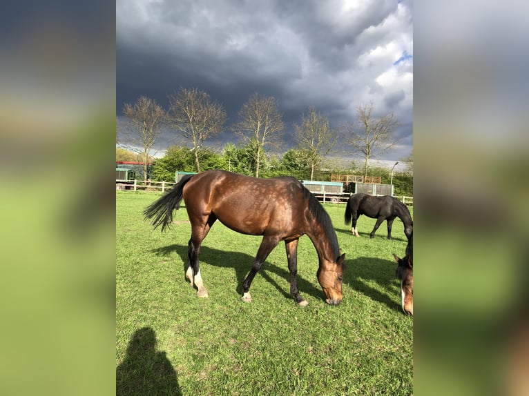Oldenburg Mare 16 years 16,2 hh Brown in Bramsche