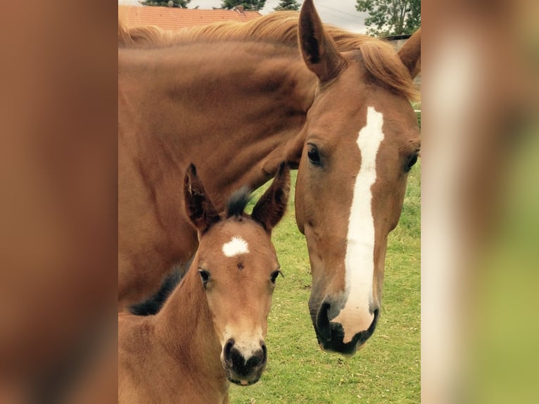 Oldenburg Mare 16 years 16,2 hh Chestnut in M&#xFC;nster