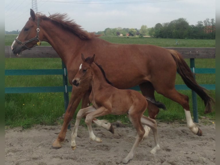 Oldenburg Mare 16 years 16,2 hh Chestnut in M&#xFC;nster