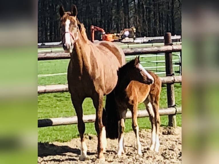 Oldenburg Mare 16 years 16,2 hh Chestnut in M&#xFC;nster