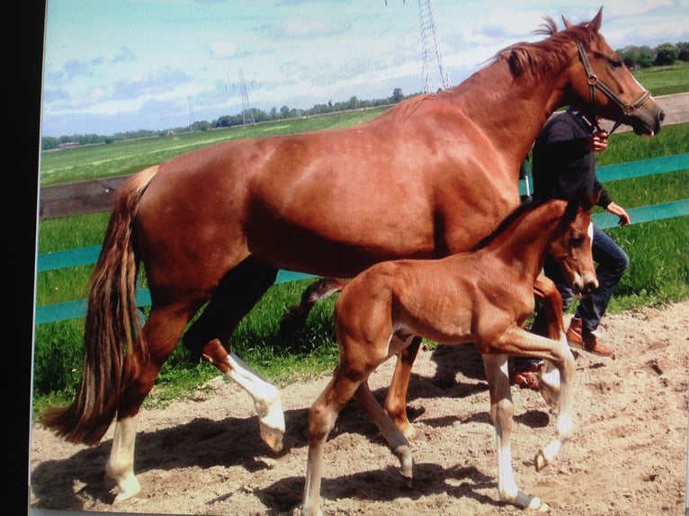 Oldenburg Mare 16 years 16,2 hh Chestnut in M&#xFC;nster