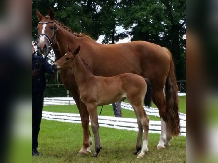 Oldenburg Mare 16 years 16,2 hh Chestnut in M&#xFC;nster
