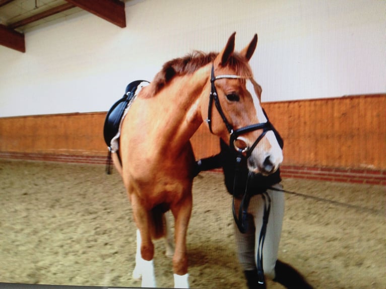 Oldenburg Mare 16 years 16,2 hh Chestnut in M&#xFC;nster
