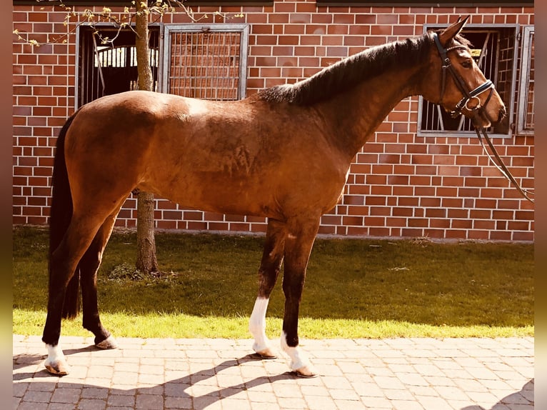 Oldenburg Mare 16 years 16,2 hh Chestnut in M&#xFC;nster