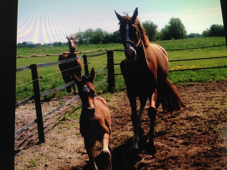 Oldenburg Mare 16 years 16,2 hh Chestnut in M&#xFC;nster