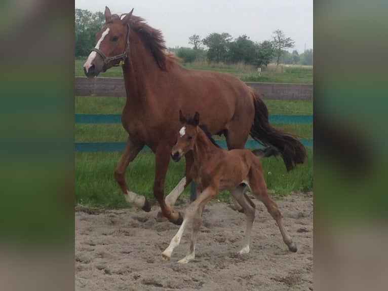 Oldenburg Mare 16 years 16,2 hh Chestnut in M&#xFC;nster