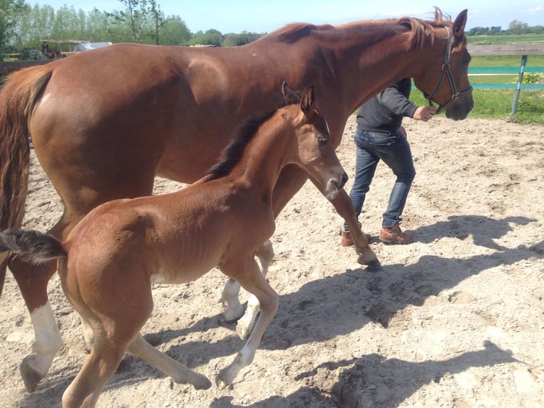 Oldenburg Mare 16 years 16,2 hh Chestnut in M&#xFC;nster