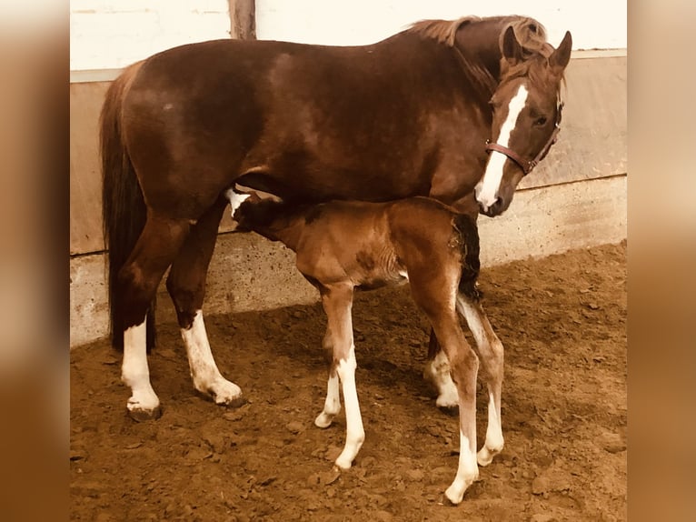 Oldenburg Mare 16 years 16,2 hh Chestnut in M&#xFC;nster