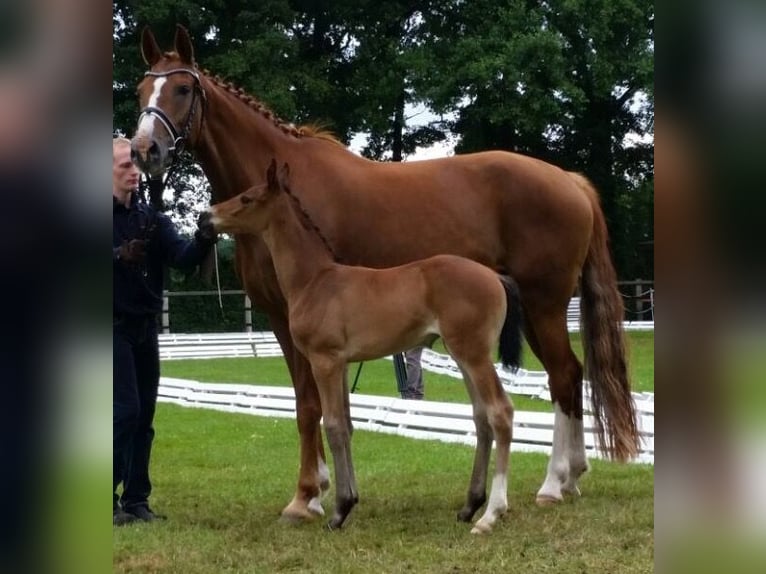 Oldenburg Mare 16 years 16,2 hh Chestnut in M&#xFC;nster