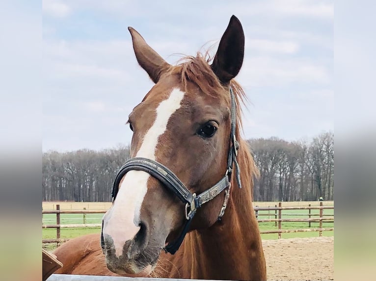 Oldenburg Mare 16 years 16,2 hh Chestnut in M&#xFC;nster
