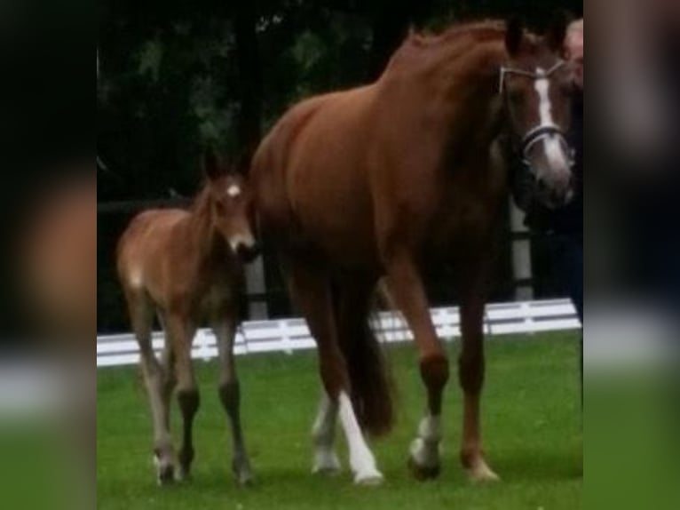 Oldenburg Mare 16 years 16,2 hh Chestnut in M&#xFC;nster