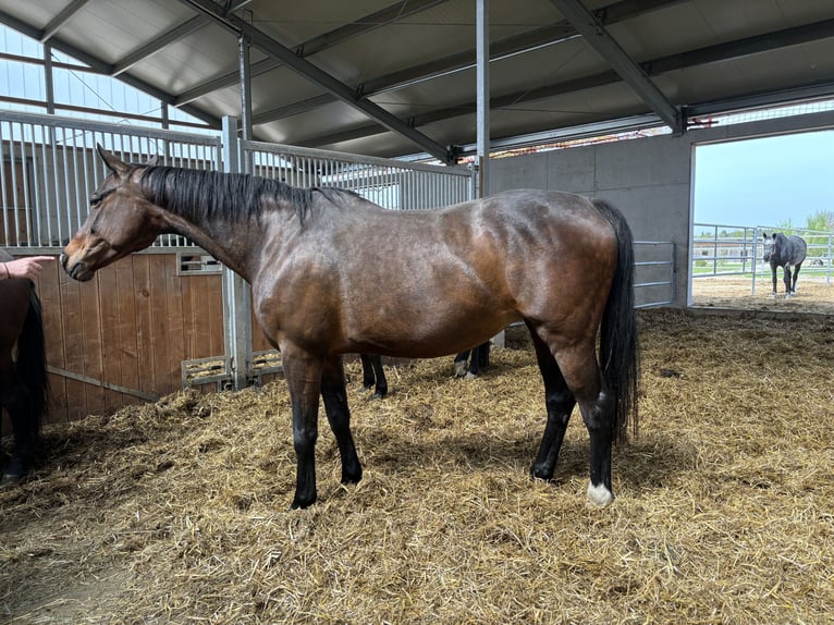 Oldenburg Mare 16 years 16,3 hh Bay-Dark in Schuby