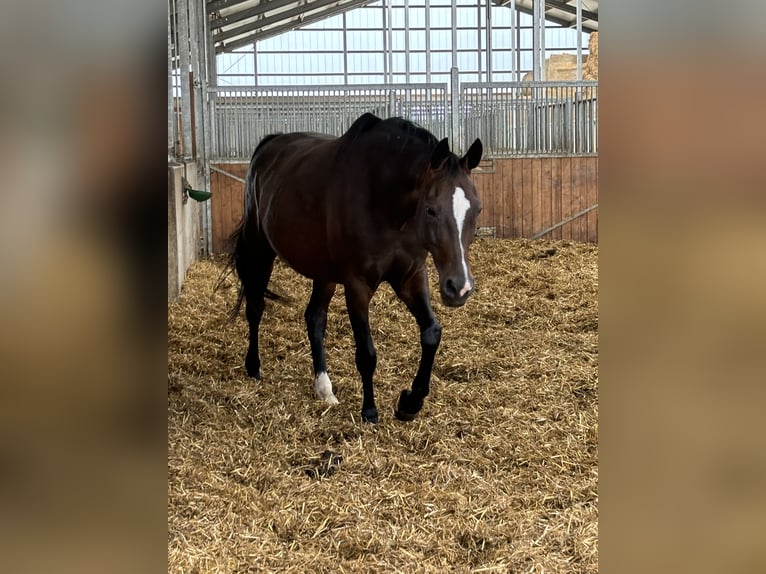 Oldenburg Mare 16 years 16,3 hh Bay-Dark in Schuby