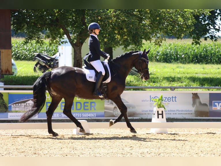Oldenburg Mare 16 years 16,3 hh Bay-Dark in Ingoldingen