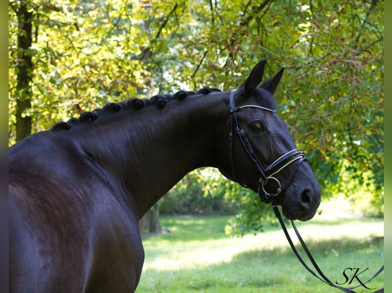 Oldenburg Mare 16 years 17 hh Black in Linz