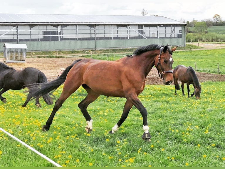 Oldenburg Mare 16 years 17,1 hh Brown in Osdorf