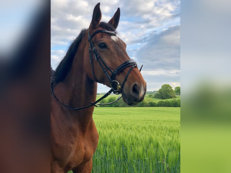 Oldenburg Mare 16 years 17,1 hh Brown in Osdorf