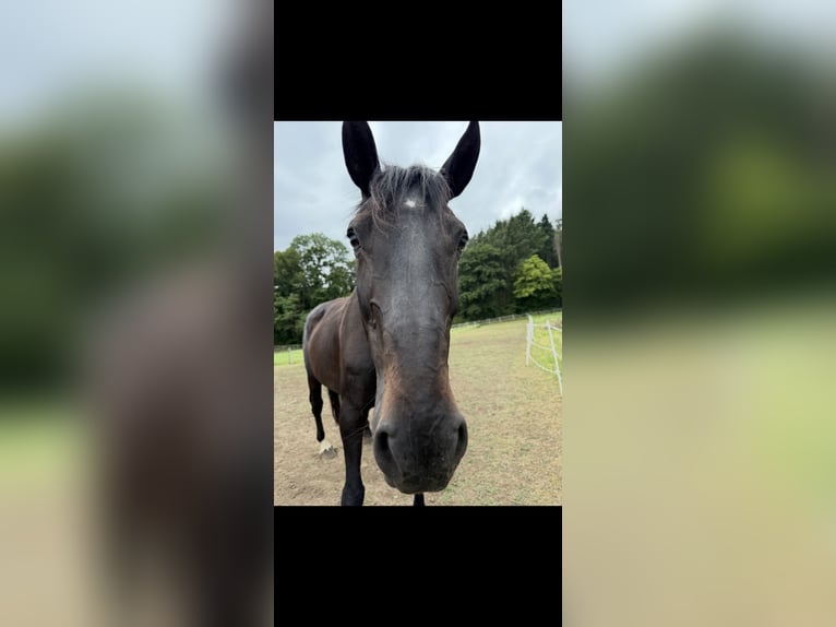 Oldenburg Mare 16 years 17,2 hh Black in Fernwald