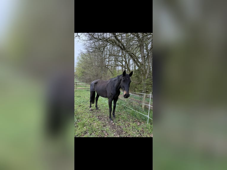 Oldenburg Mare 16 years 17,2 hh Black in Fernwald