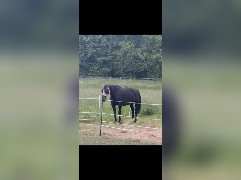 Oldenburg Mare 16 years 17,2 hh Black in Fernwald