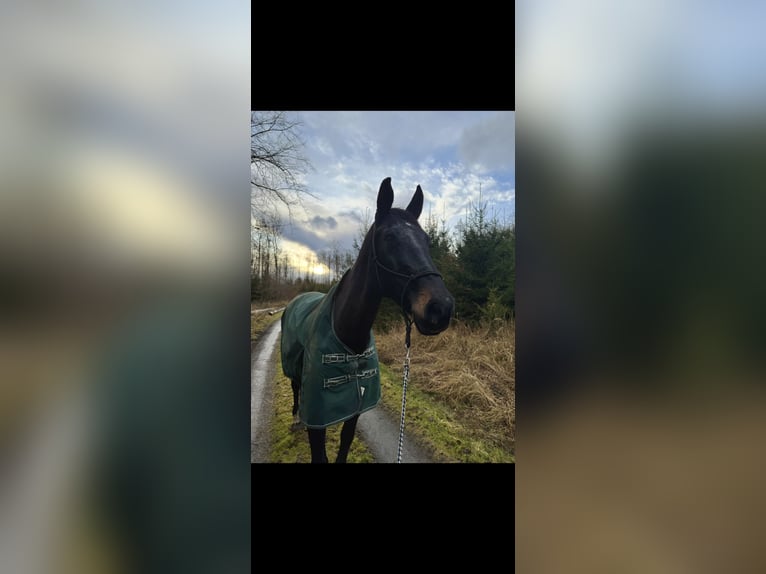 Oldenburg Mare 16 years 17,2 hh Black in Fernwald