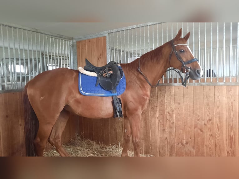 Oldenburg Mare 16 years Chestnut-Red in Sankt Margarethen im Burgenland