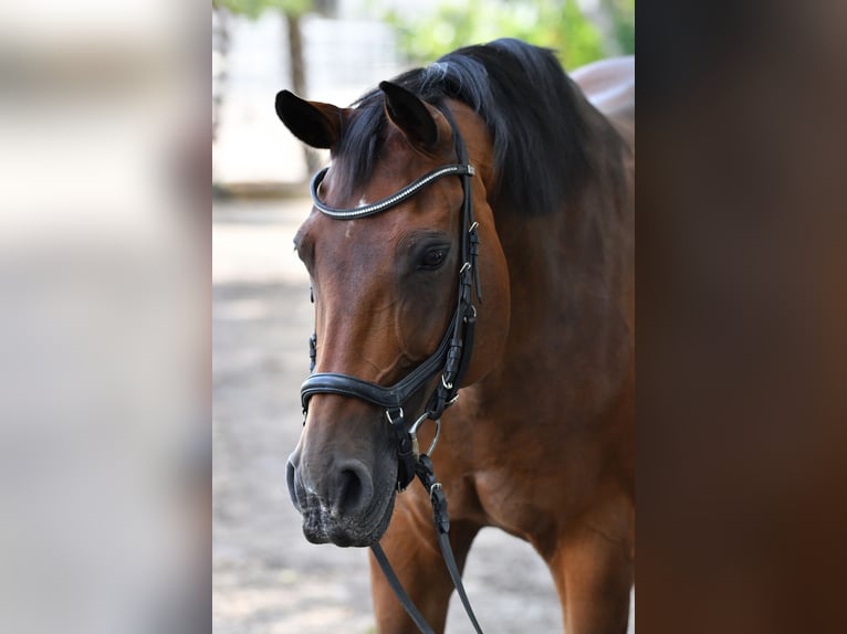 Oldenburg Mare 17 years 16,1 hh Brown in Finsing