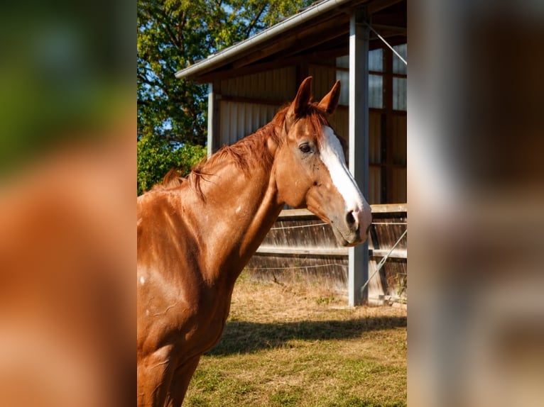 Oldenburg Mare 17 years 16.1 hh Chestnut-Red in Fuldabrück