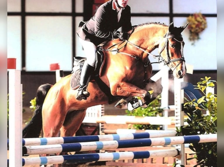 Oldenburg Mare 17 years 16,2 hh Brown in Bramsche