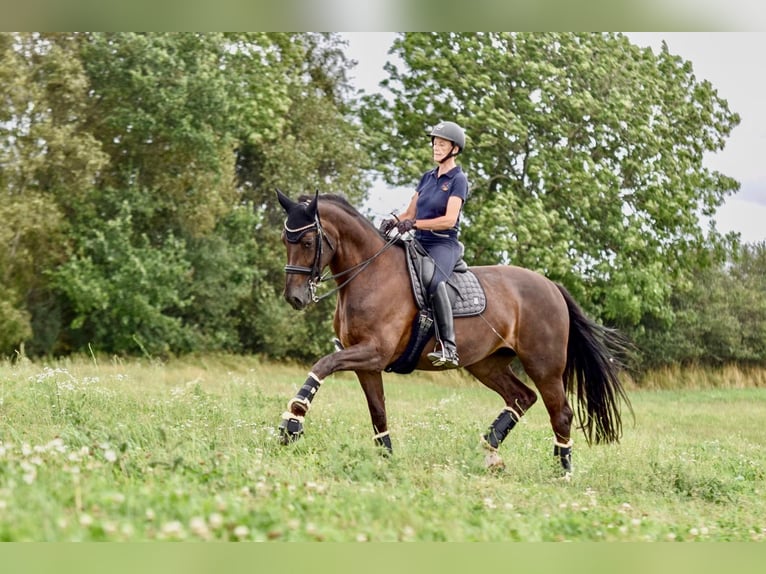 Oldenburg Mare 17 years 16.3 hh Chestnut in Freienwill