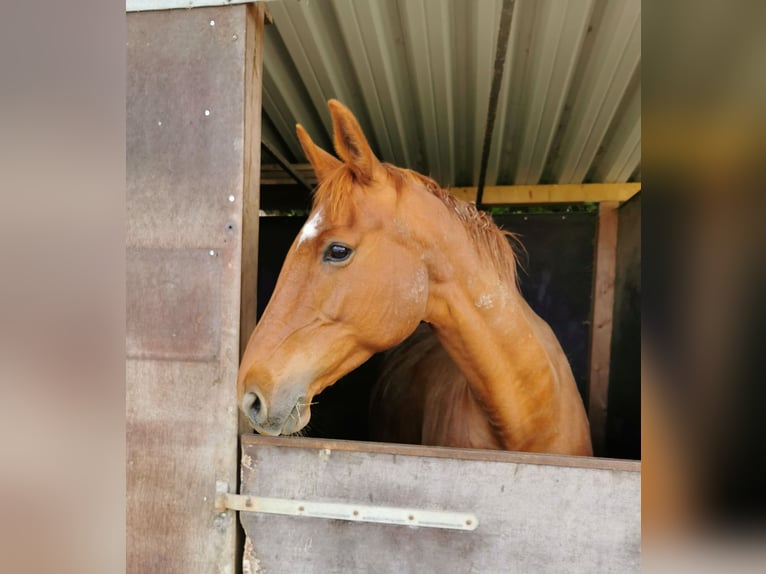 Oldenburg Mare 17 years 16,3 hh Chestnut-Red in Eberdingen